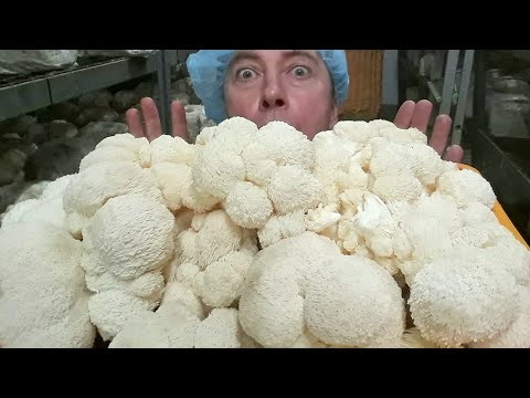 Видео: ЕЖЕВИК ГРЕБЕНЧАТЫЙ (Герициум) - ЦЕЛИТЕЛЬ 21 века!