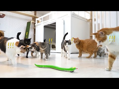 Видео: Игрушечные змеи против кошек!