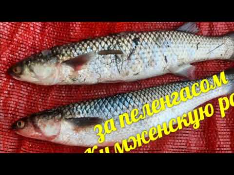 Видео: Рыбалка и отдых на реке Дон, в черте города. Кумженская роща. Нашествие стрекоз - это к чему?