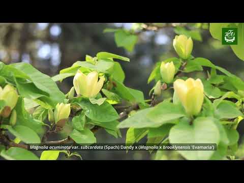 Видео: Магнолія з непомітними квітками
