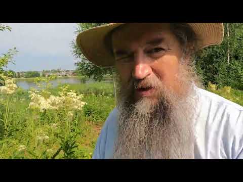 Видео: Как Таволга чистит сосуды?