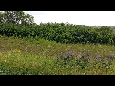 Видео: Ловля и определение видов бабочек🦋: ДЕРЕВНЯ. 3 часть. Июнь 2025.