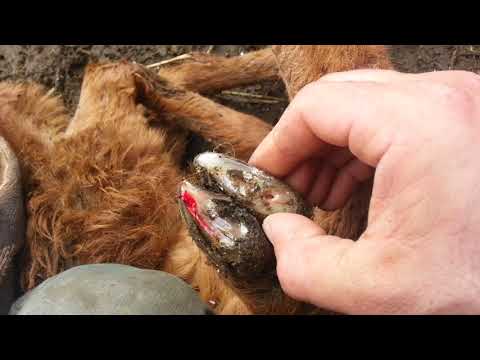 Видео: (244) копытная Болезнь ягнят, и как я это лечу..