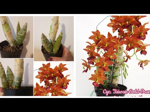 Видео: Новая Орхидея | Катасетум | Обзор и Посадка | Cyc. Taiwan Gold Orange