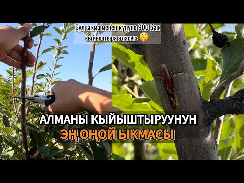 Видео: Күзүндө алма,алмурутту кыйыштыруунун эң жеңил ыкмасы !