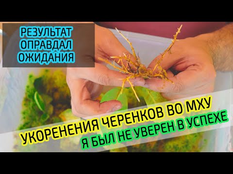 Видео: Результат укоренения черенков во мху сфагнум. Первый бокс.