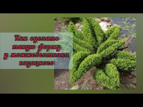 Видео: Как сделать форму цветка у можжевельника казацкого?