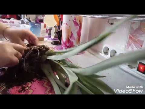 Видео: Мильтониопсис! Посадка!Цветение!