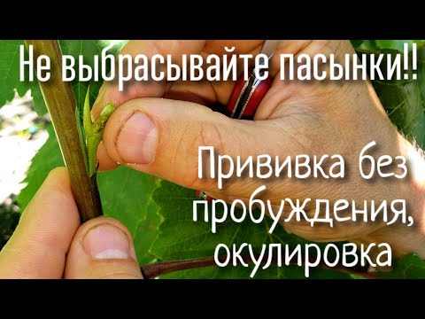 Видео: НИКОГДА не выбрасывайте пасынки! Очень простой способ прививки. Окулировка. Смотреть до конца!!!