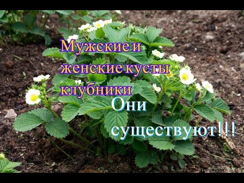 Видео: Как отличить мужские и женские кусты клубники. Существуют ли мужские и женские кусты клубники?