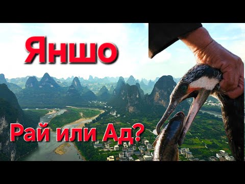 Видео: Как Китай эксплуатирует птиц. Яншо 2025. Райская природа Китая.