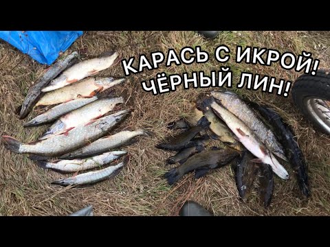 Видео: ЩУЧЬЕ ОЗЕРО!ЩУКА ОДНА ЗА ОДНОЙ!