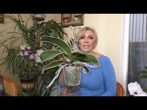 Видео: ОРХИДЕИ в ЭТОМ размере часто теряют корни, ПОЧЕМУ? " Сами покупаете, а нас пугаете."- ЦИТАТА!