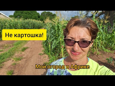 Видео: #129 Что растет у меня, а что у соседей в Африке 