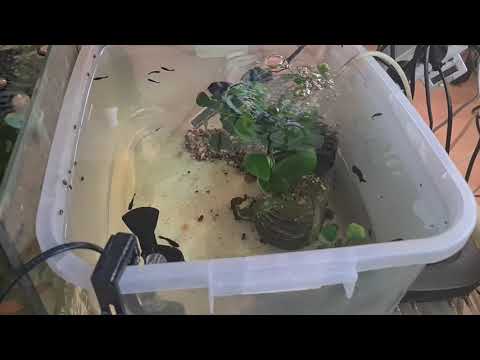 Видео: Моя мини разводня