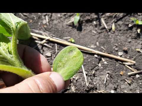 Видео: Ржавчина подсолнечника. как с ней бороться?