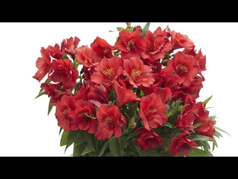 Видео: горшечная альстромерия. пересадка, обзор альстромерии на 11.01.2023г