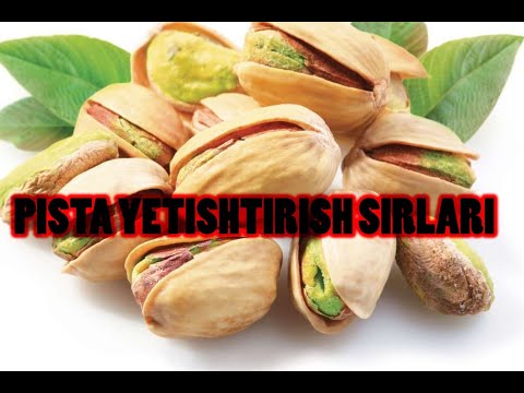 Видео: Писта экиш сири ва кандай йетиштириш |  Pista ekish siri va qanday yetishtirish.