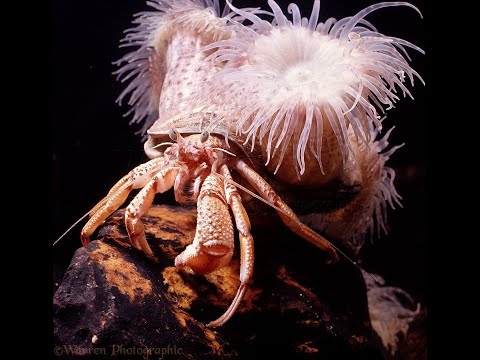 Видео: Кишечнополостные - 2