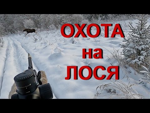 Видео: Охота НА ЛОСЯ. ВЫСТРЕЛЫ на охоте.