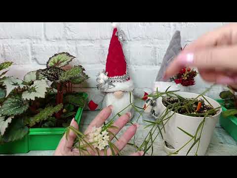 Видео: Болталочка