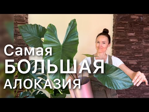 Видео: Пересадка ГИГАНТСКОЙ Алоказии Сумо  из торфа в керамзит с результатом. Дневник садовода