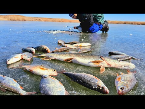 Видео: ЛОВИМ ЩУК, А ТУТ ВОБЛА ПОШЛА! НЕ ЗРЯ МОРМЫШКИ ВЗЯЛ НА РЫБАЛКУ С СЫНОМ НАШЛИ МЕРЕЖУ/СЕКРЕТ ЧТО В НЕЙ?