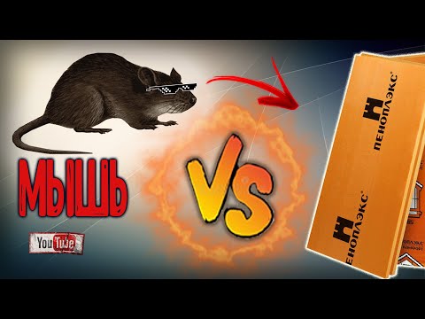 Видео: Едят ли мыши ПЕНОПЛЕКС, ЭППС ?