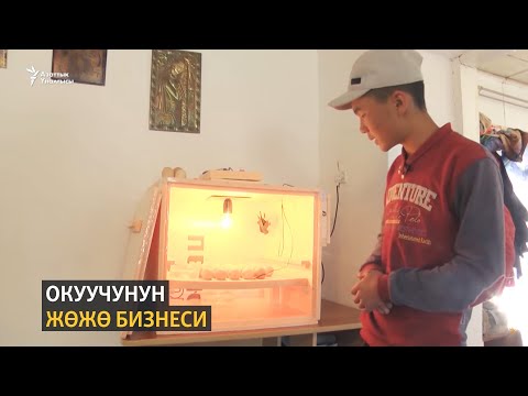 Видео: Окуучунун жөжө бизнеси