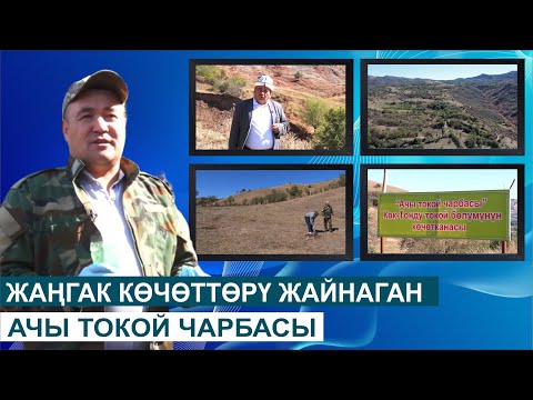 Видео: ЖАҢГАК КӨЧӨТТӨРҮ ЖАЙНАГАН АЧЫ ТОКОЙ ЧАРБАСЫ//ТАБИЯТ ЖАНА БИЗ ЭФИР