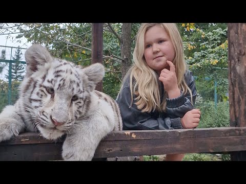 Видео: Белые Тригры в Фельдман Экопарке.