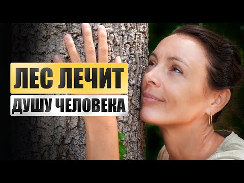 Видео: Поход в лес может заменить психолога! Как деревья лечат человека?
