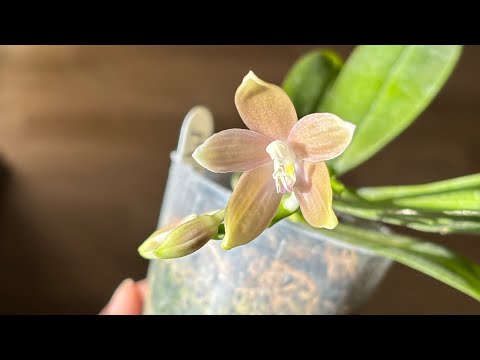 Видео: Орхидейные новинки и цветение в феврале 2025