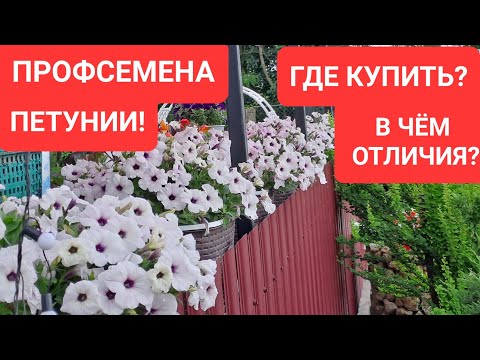 Видео: ПРОФСЕМЕНА ПЕТУНИИ! В ЧЁМ ОТЛИЧИЯ? ГДЕ КУПИТЬ?