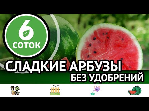 Видео: Сладкие арбузы без удобрений.  Как добиться картофельного изобилия в жару. 6 соток 25.07.2022
