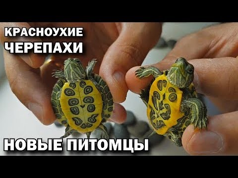 Видео: Обзор красноухих черепах / Как ухаживать за красноухими черепахами