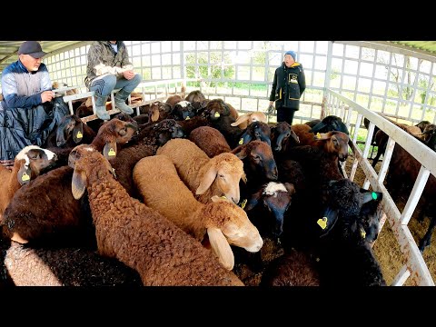 Видео: МАЛ БАЗАР ҰЗЫНАҒАШ-АЛМАТЫ 21.05.2023 ҚОЙ ЕШКІ БАҒАЛАРЫ