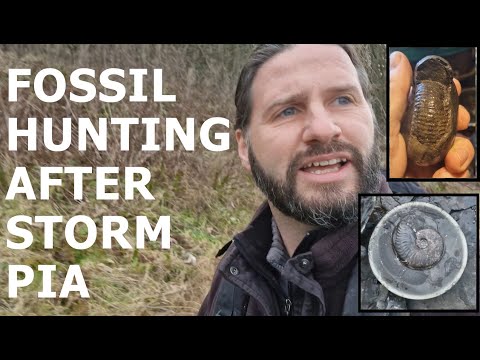 Видео: Поиск окаменелостей после шторма Пиа — Юрское побережье Йоркшира