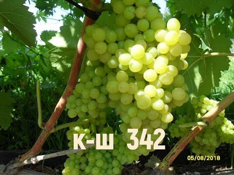 Видео: Виноград Беларуси . Лидчина . Гибридный сорт -342 . Кишмиш Венгерский.