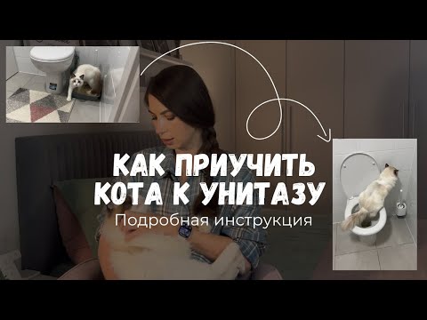 Видео: Как приучить кота к унитазу: пошаговая подробная инструкция