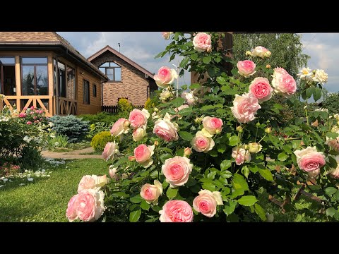 Видео: Наикрасивейшая Роза Пьер де Ронсар и ее подружки.