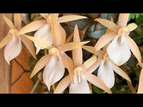 Видео: Обзор орхидей на сентябрь. Орхидеи миниатюры. Как масдевалии пережили наше жаркое лето.