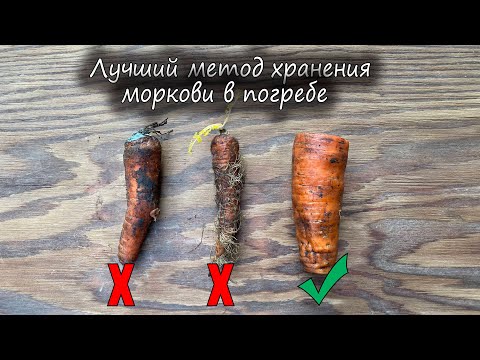 Видео: Лучший метод хранения моркови в погребе