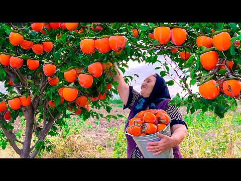Видео: Собираем Свежую Красную Хурму и Храним ее на Зиму!