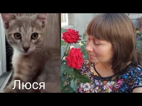 Видео: ОСіННі КОЛЬОРИ КЛУМБ. КіШКА ЛЮСЯ.