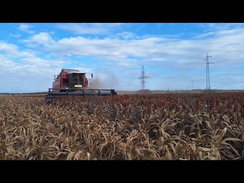 Видео: Уборка красного зернового сорго Сентинел AltaSeeds 28.10.2024г.