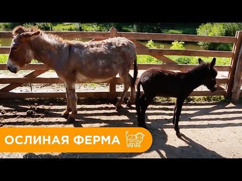 Видео: Ослиная Ферма. Как Ухаживать за Ослами?