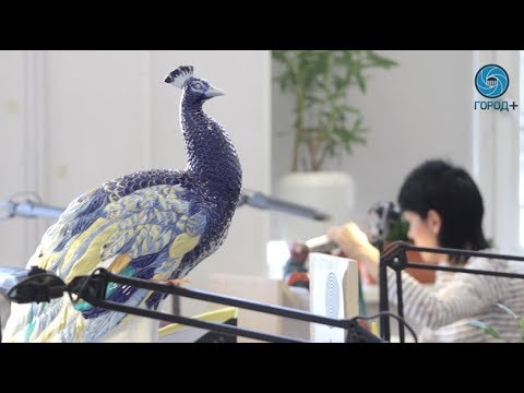 Видео: Как это: изготовление фарфора