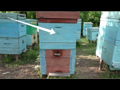 Видео: Что делать, когда матка засеяла верхний корпус в 10-ти рамочном дадановском улье?