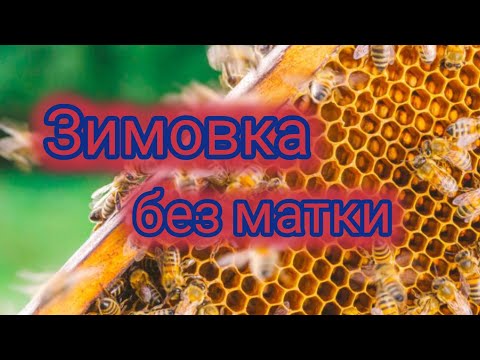 Видео: Зимовка без матки 